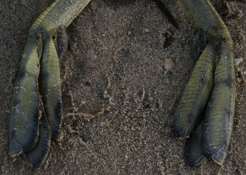 Western Grebe Feet