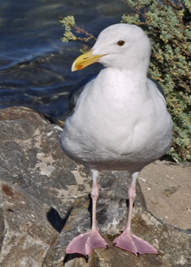 Western Gull