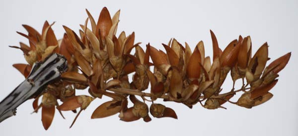 Dried Ocotillo Flowers