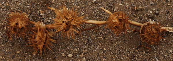 Spiked Seed Pods