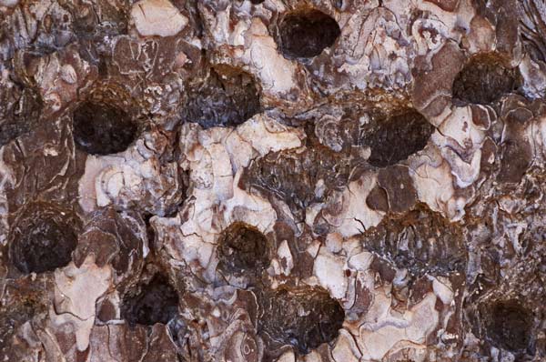 Woodpecker Holes in Bark