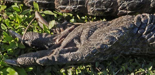 Alligator Foot