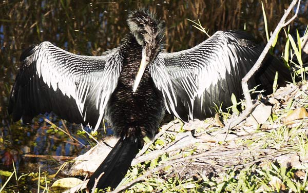 Anhinga