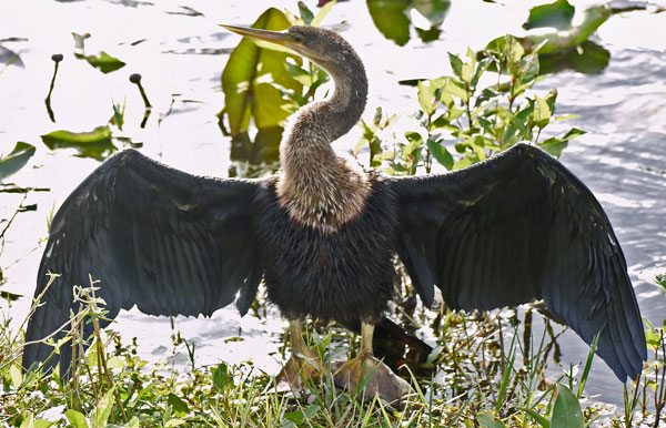 Anhinga