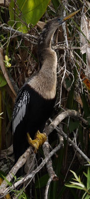 Anhinga