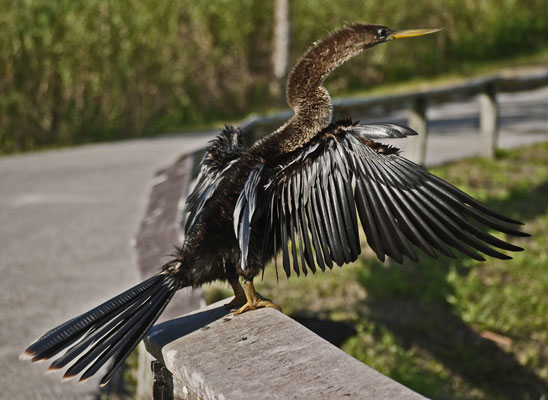 Anhinga