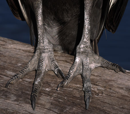 Black Vulture Feet