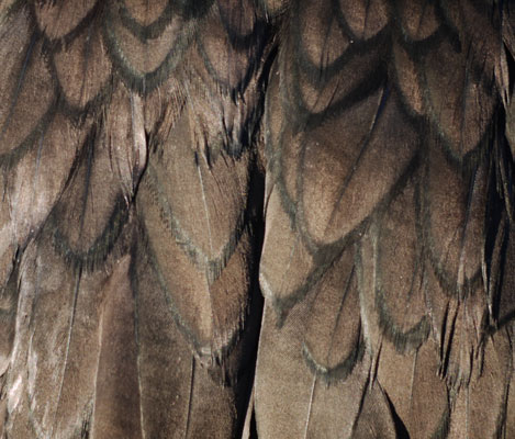 Double-Crested Cormorant Feathers