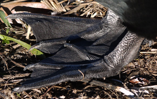 Double-Crested Cormorant Feet