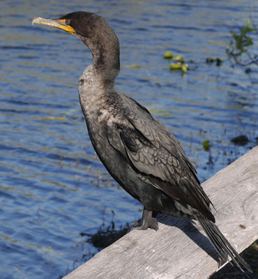 Double-Crested Cormorant Perched