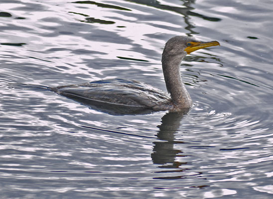 Double-Crested Cormorant Swimming