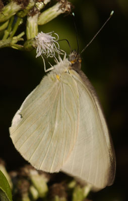 Florida White Butterfly