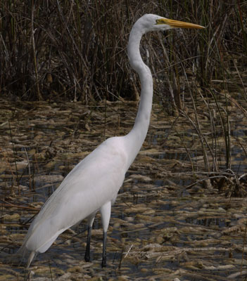 Great Egret