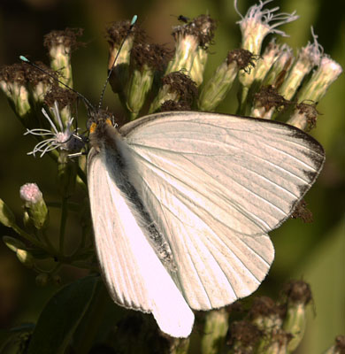 Great Southern White Butterfly