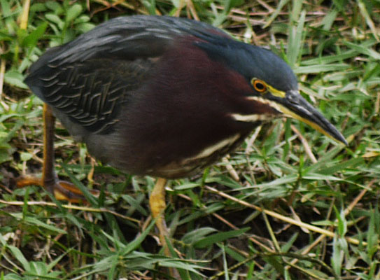 Green Heron