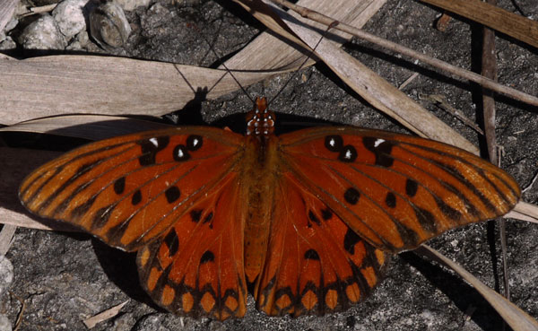 Gulf Fritillary Butterfly