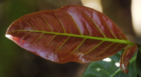 Leaf