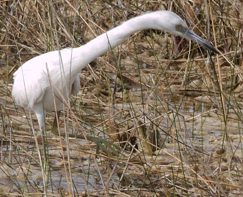 Young Little Blue Heron