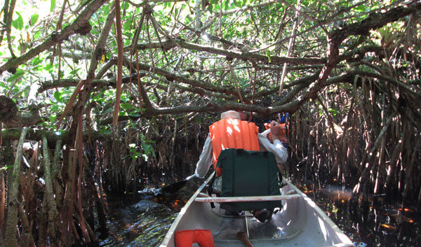 Al in the Mangroves