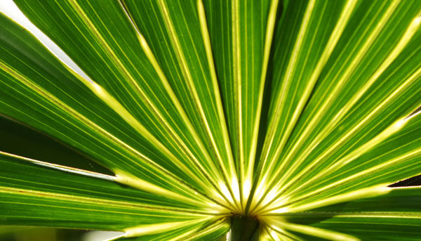 Palm Frond