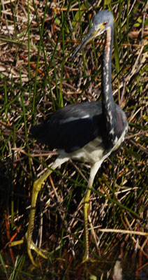 Tri Colored Heron