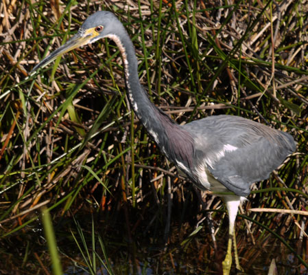 Tri Colored Heron