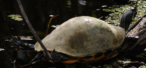 Turtle