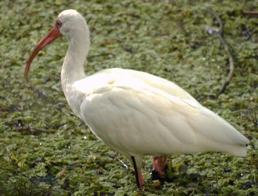 White Ibis