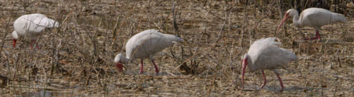 White Ibis Foraging