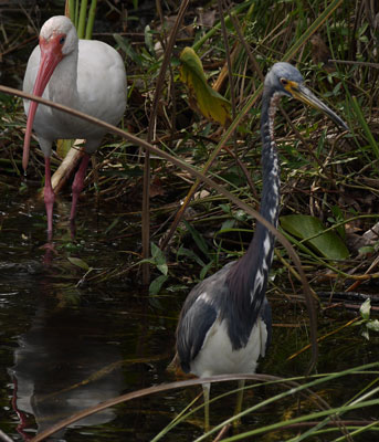 White Ibis, Tri Colored Heron