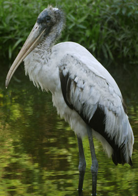 Wood Stork