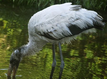 Wood Stork Foraging