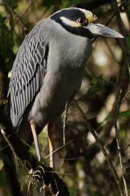 Yellow Crowned Night Heron