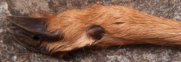 Deer Hoof