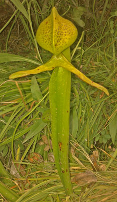 Pitcher Plant