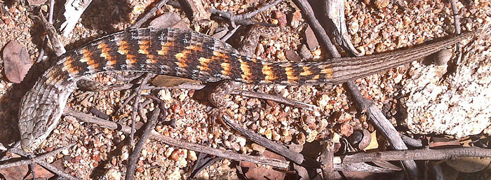 Alligator Lizard