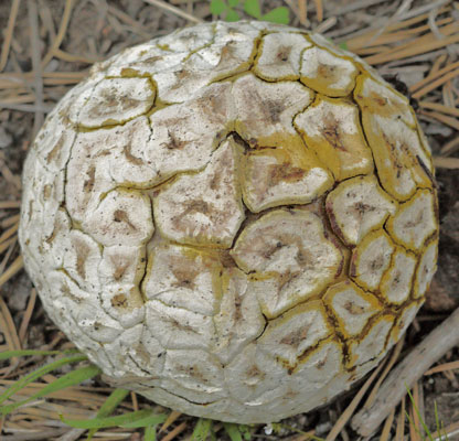 Puffball Mushroom