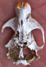 Rodent Skull