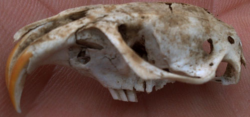 Rodent Skull
