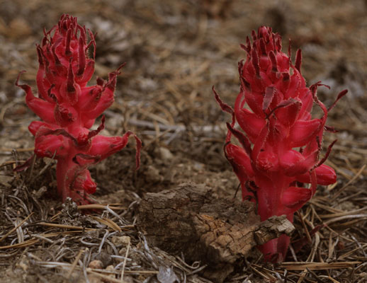 Snow Plants