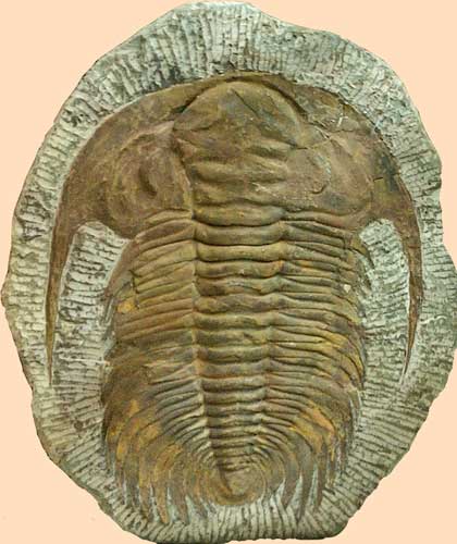 Fossil