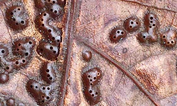 Leaf, Insect Galls