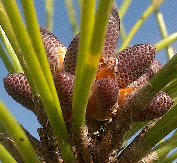 Pollen Cones