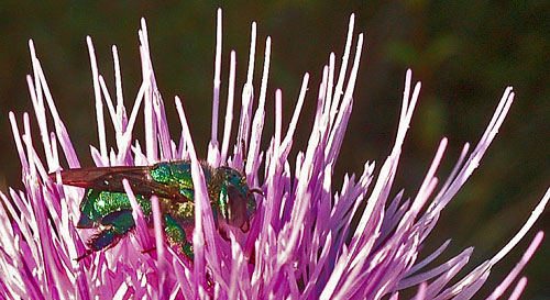 Thistle, Fly