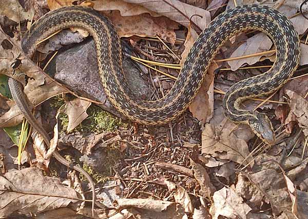 Garter Snake