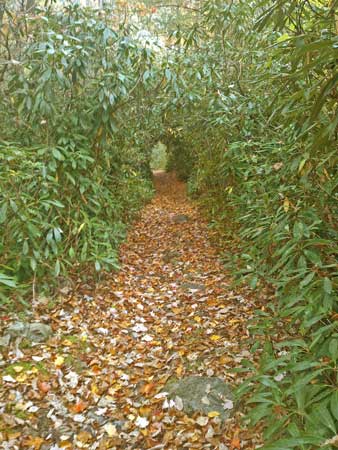 Laurel Tunnel