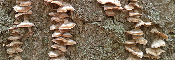 Lichen and Shelf Fungi