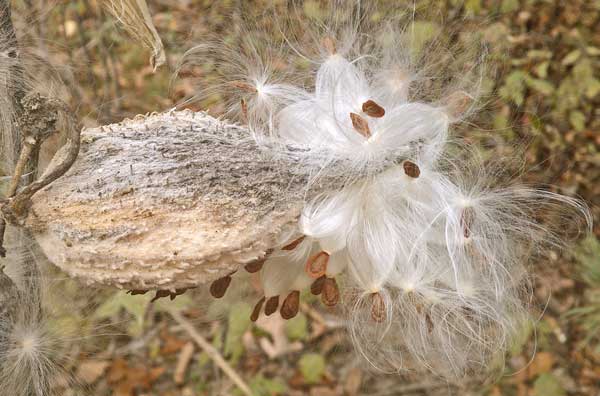 Seeds