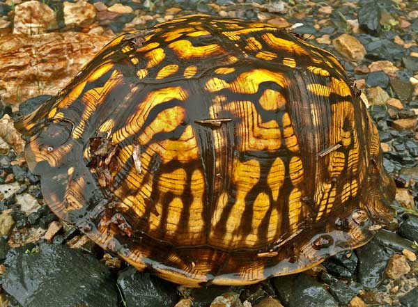 Box Tortoise