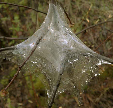 Wet Caterpillar Tent